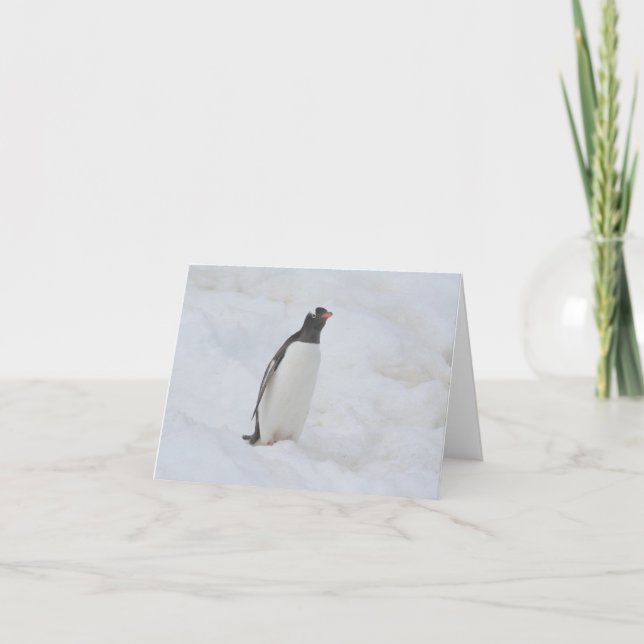 Gentoo Pinguin (Neko) Karte (Vorderseite)