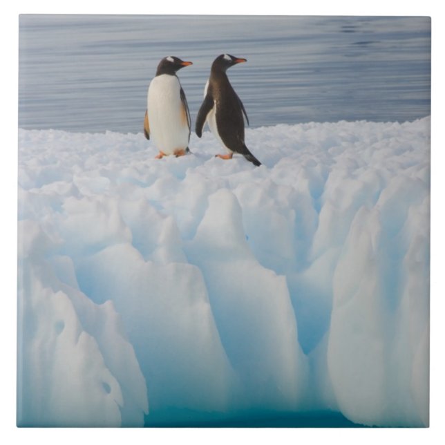 Gentoo Pinguin, Pygoscelis Papua, auf Gletschereis Fliese (Vorderseite)