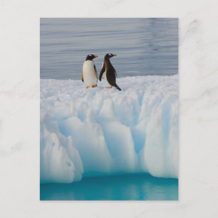 Gentoo Pinguin, Pygoscelis Papua, auf Gletschereis Postkarte