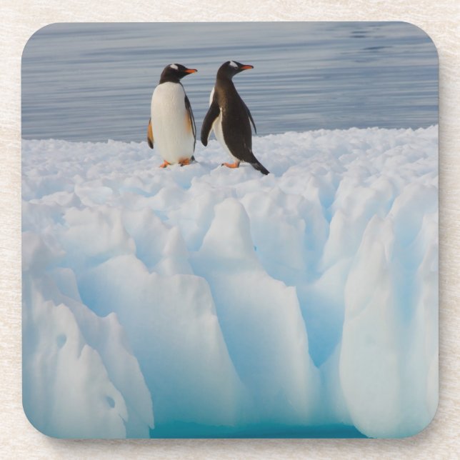 Gentoo Pinguin, Pygoscelis Papua, auf Gletschereis Untersetzer (Vorderseite)