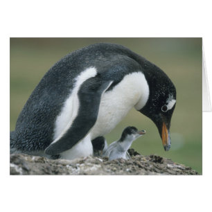 Gentoo-Pinguin, (Pygoscelis papua), Falkland