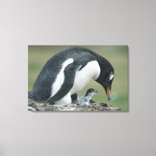 Gentoo Pinguin, (Pygoscelis papua), Falkland Leinwanddruck