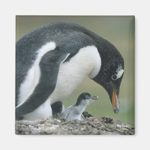 Gentoo-Pinguin, (Pygoscelis papua), Falkland Magnet