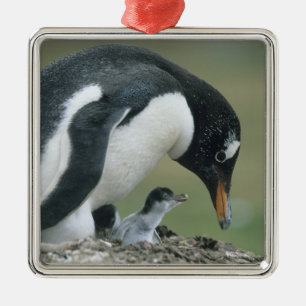 Gentoo-Pinguin, (Pygoscelis papua), Falkland Ornament Aus Metall
