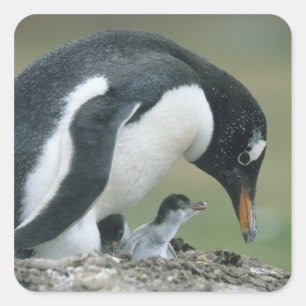 Gentoo Pinguin, (Pygoscelis papua), Falkland Quadratischer Aufkleber