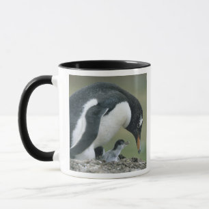 Gentoo-Pinguin, (Pygoscelis papua), Falkland Tasse