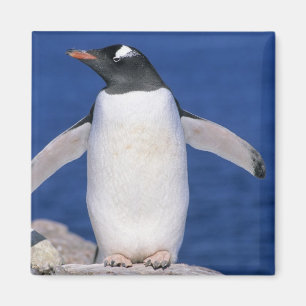 Gentoo-Pinguin Pygoscelis papua) Hafen Magnet