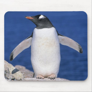 Gentoo-Pinguin Pygoscelis papua) Hafen Mousepad