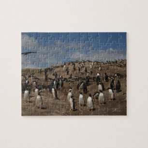 Gentoo-Pinguin (Pygoscelis papua)-Kolonie im Weste
