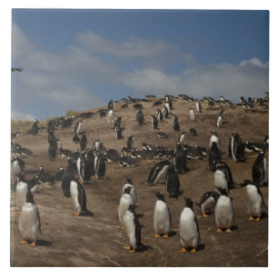 Gentoo-Pinguin (Pygoscelis papua)-Kolonie im Weste Fliese