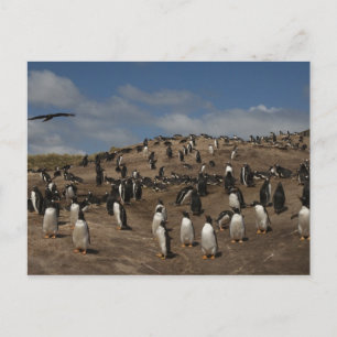 Gentoo-Pinguin (Pygoscelis papua)-Kolonie im Weste Postkarte