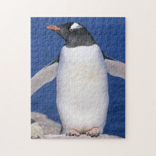 Gentoo-Pinguin Pygoscelis papua) Port