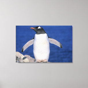 Gentoo-Pinguin Pygoscelis papua) Port Leinwanddruck