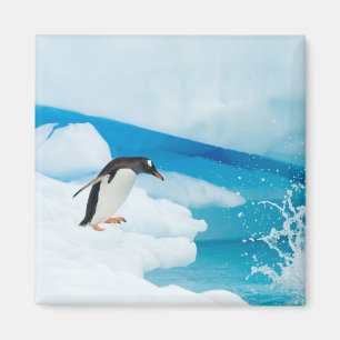 Gentoo Pinguin, Pygoscelis Papua, springt ab Magnet