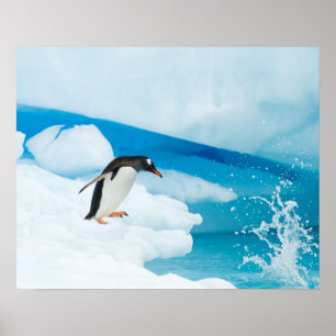 Gentoo Pinguin, Pygoscelis Papua, springt ab Poster