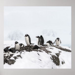 Gentoo Pinguine, Antarktis, Vernadsky Station. Poster