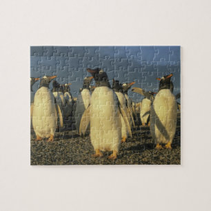 Gentoo-Pinguine, (Pygoscelis papua), Falkland