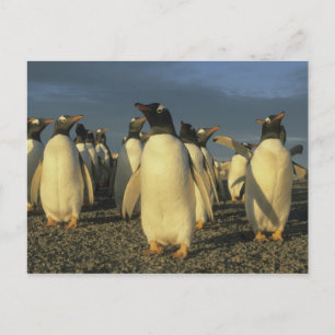 Gentoo-Pinguine, (Pygoscelis papua), Falkland Postkarte