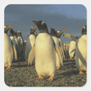 Gentoo-Pinguine, (Pygoscelis papua), Falkland Quadratischer Aufkleber