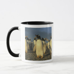 Gentoo-Pinguine, (Pygoscelis papua), Falkland Tasse