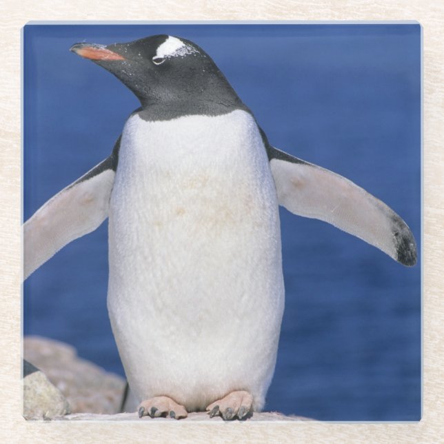 Gentoo Pinguinpygoscelis-Papua) Hafen Glasuntersetzer (Vorderseite)