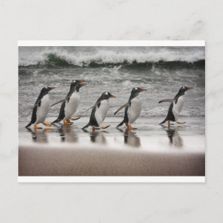 Gentoos on the beach postkarte