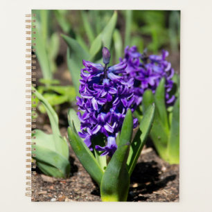 Géocinthe bleue au printemps