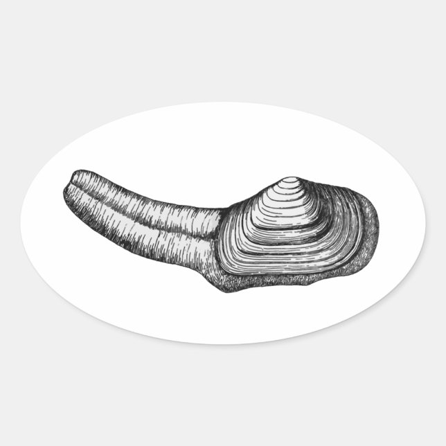 Geoduck Clam (Schwarz-Weiß-Abbildung) Ovaler Aufkleber (Vorderseite)