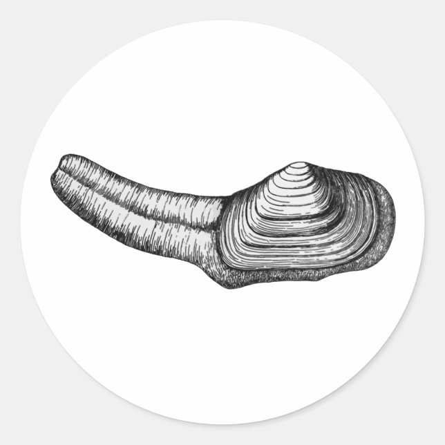 Geoduck Clam (Schwarz-Weiß-Abbildung) Runder Aufkleber (Vorderseite)