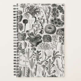 Géologie du corail fossile Minéraux Polypi