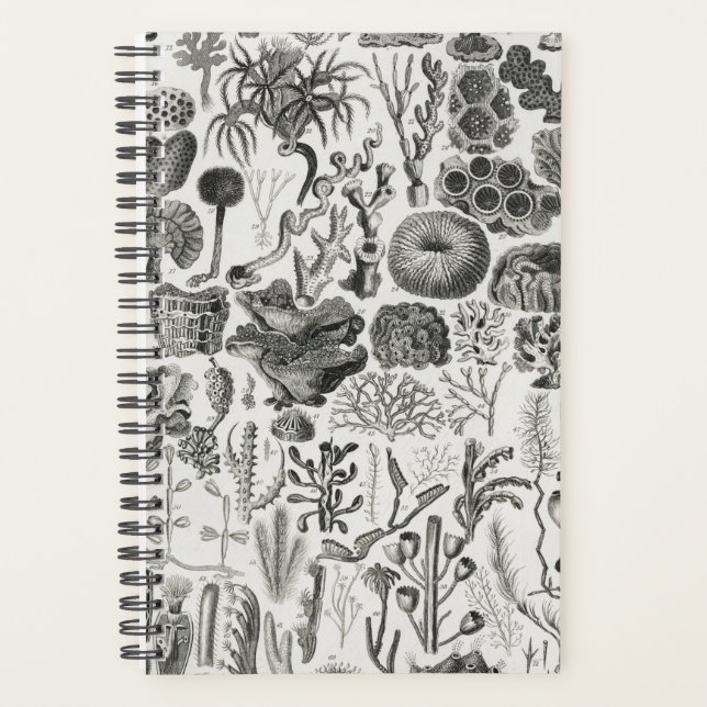 Géologie du corail fossile Minéraux Polypi (Devant)