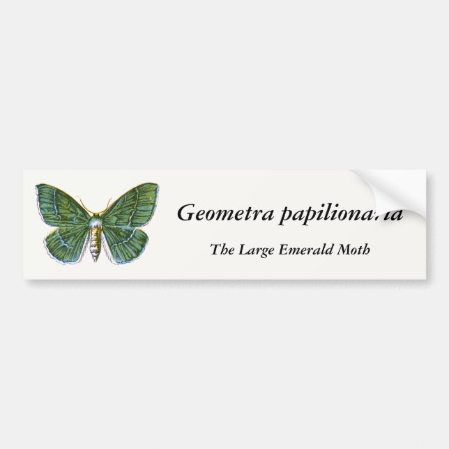 Geometra papilionaria - The Large Emerald Moth Autoaufkleber (Vorne)