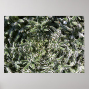 geometrische wilde Pflanze Poster