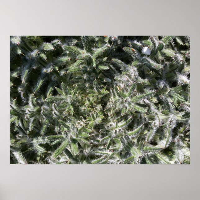 geometrische wilde Pflanze Poster (Vorne)