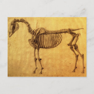 George Stubbs Abgeschlossene Studie für die erst Postkarte
