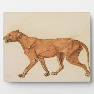 George Stubbs Tiger, seitliche Sicht, Haut entfe Fotoplatte