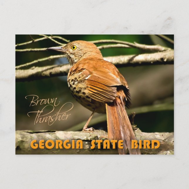 Georgia Staat Bird - Brown Thrasher Postkarte (Vorderseite)