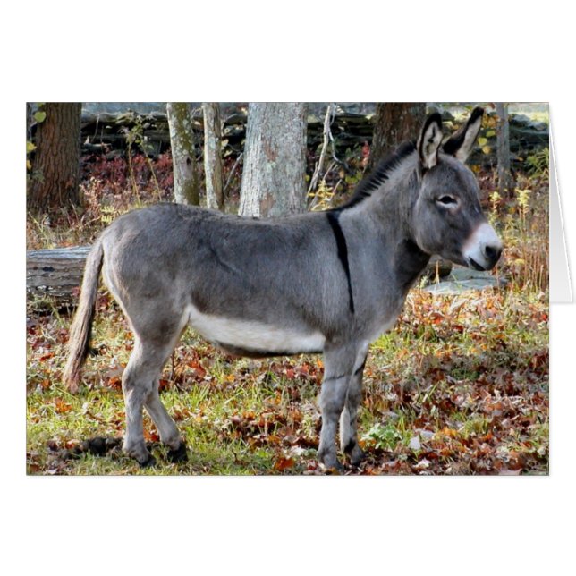 Georgie (Vorderseite (Horizontal))