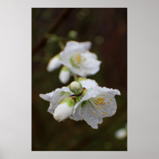 Georgien-Rose im Regen Poster