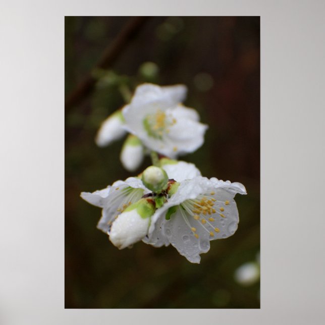 Georgien-Rose im Regen Poster (Vorne)