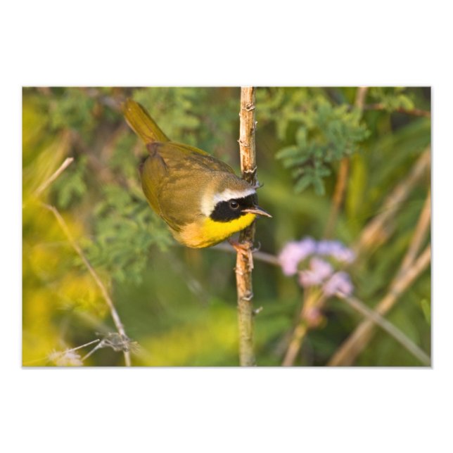 Geothlypis trichas), männlich, fotodruck (Vorne)