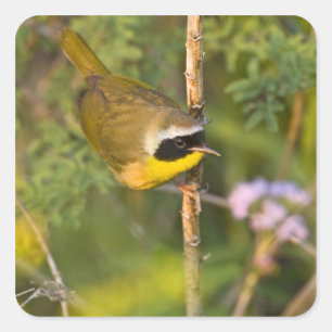 Geothlypis trichas), männlich, quadratischer aufkleber