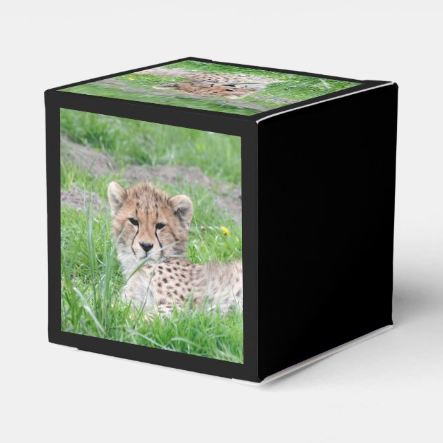 Gepard20150904 Geschenkschachtel (Rückseite)