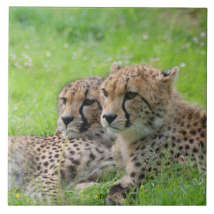 Gepard 001 fliese