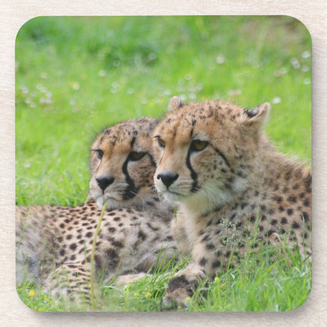 Gepard 001 getränkeuntersetzer (Vorderseite)