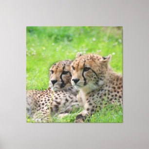 Gepard 001 leinwanddruck