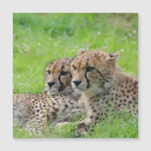 Gepard 001 magnetkarte