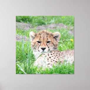 Gepard 002 leinwanddruck