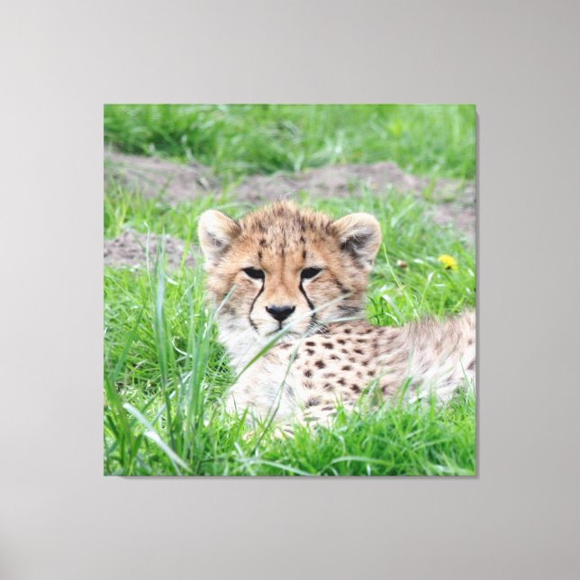 Gepard 002 leinwanddruck (Vorderseite)