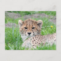 Gepard 002